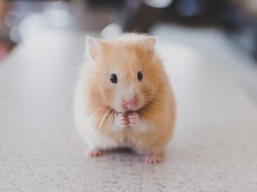 A hamster!
