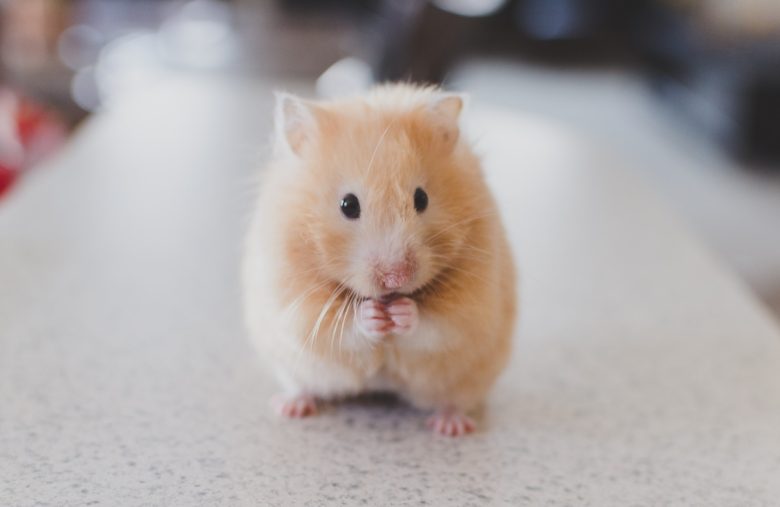 A hamster!
